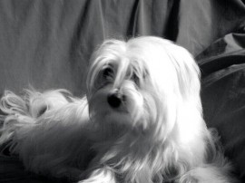 ELVIS
